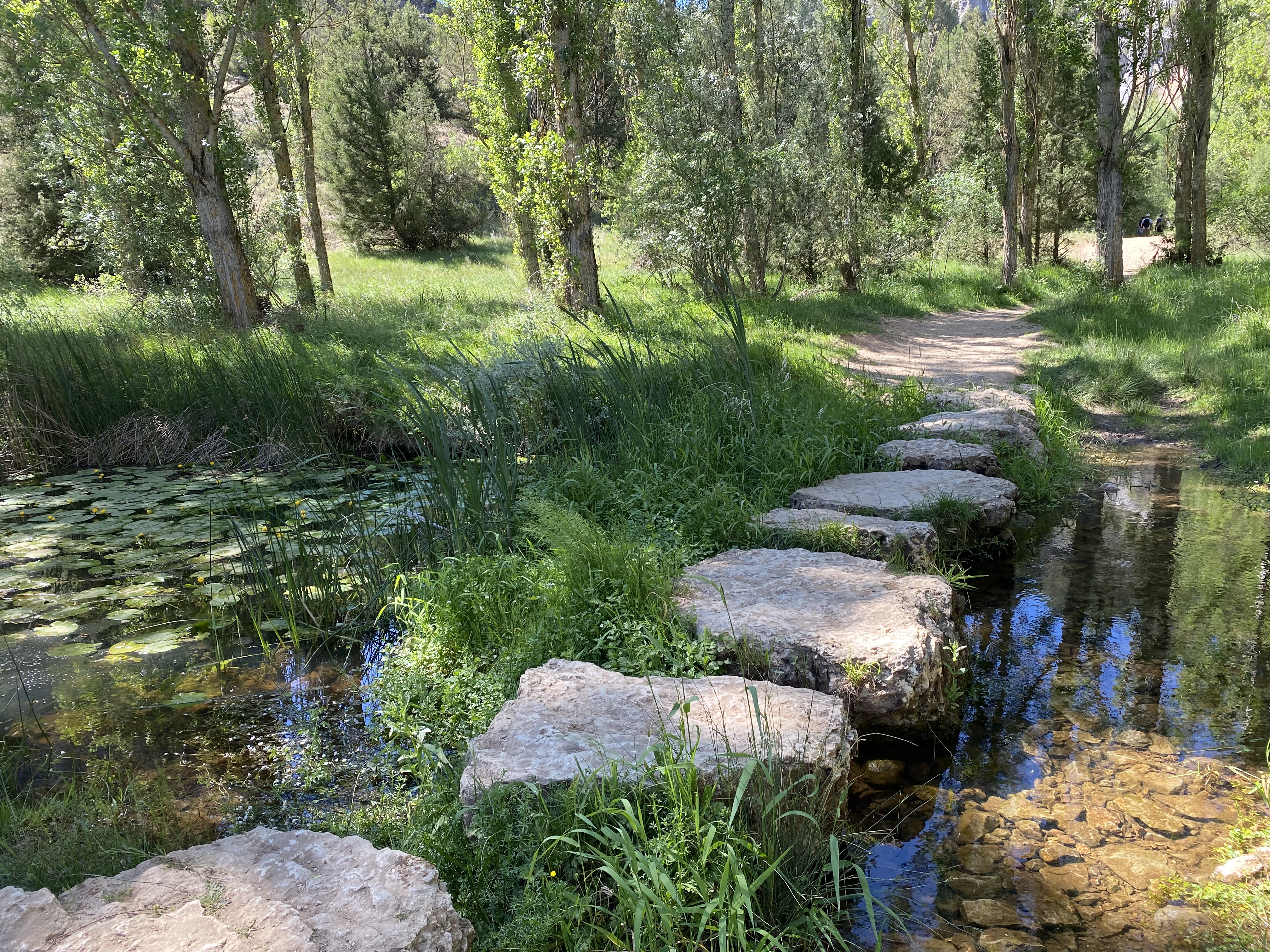 Stones create a rudimentary path across a creek which snakes through the Cañón del Rio Lobos 